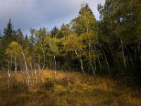 Im Buchafilz Moorgebiet bei Aschau